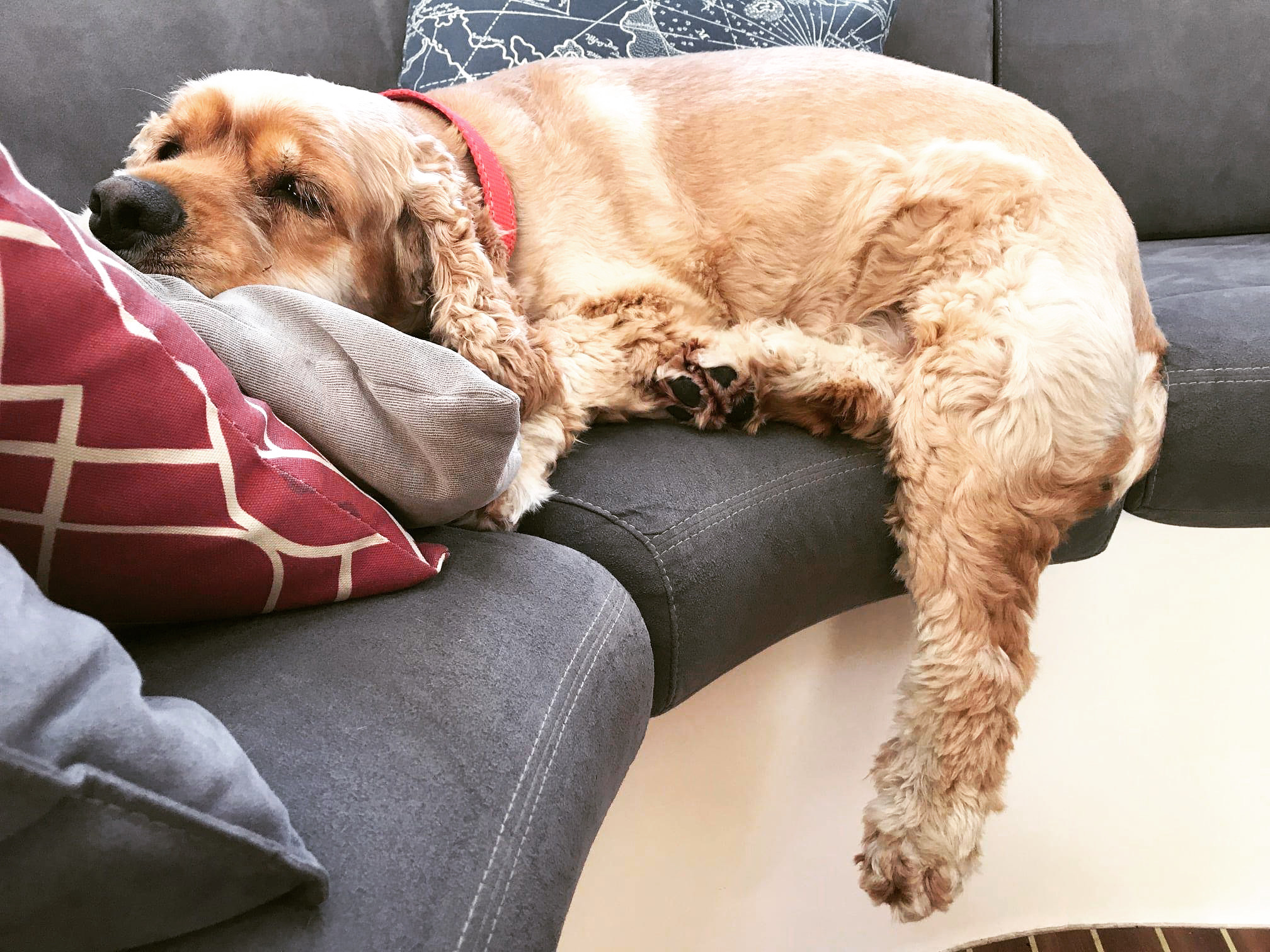 Beware! Guard Dog