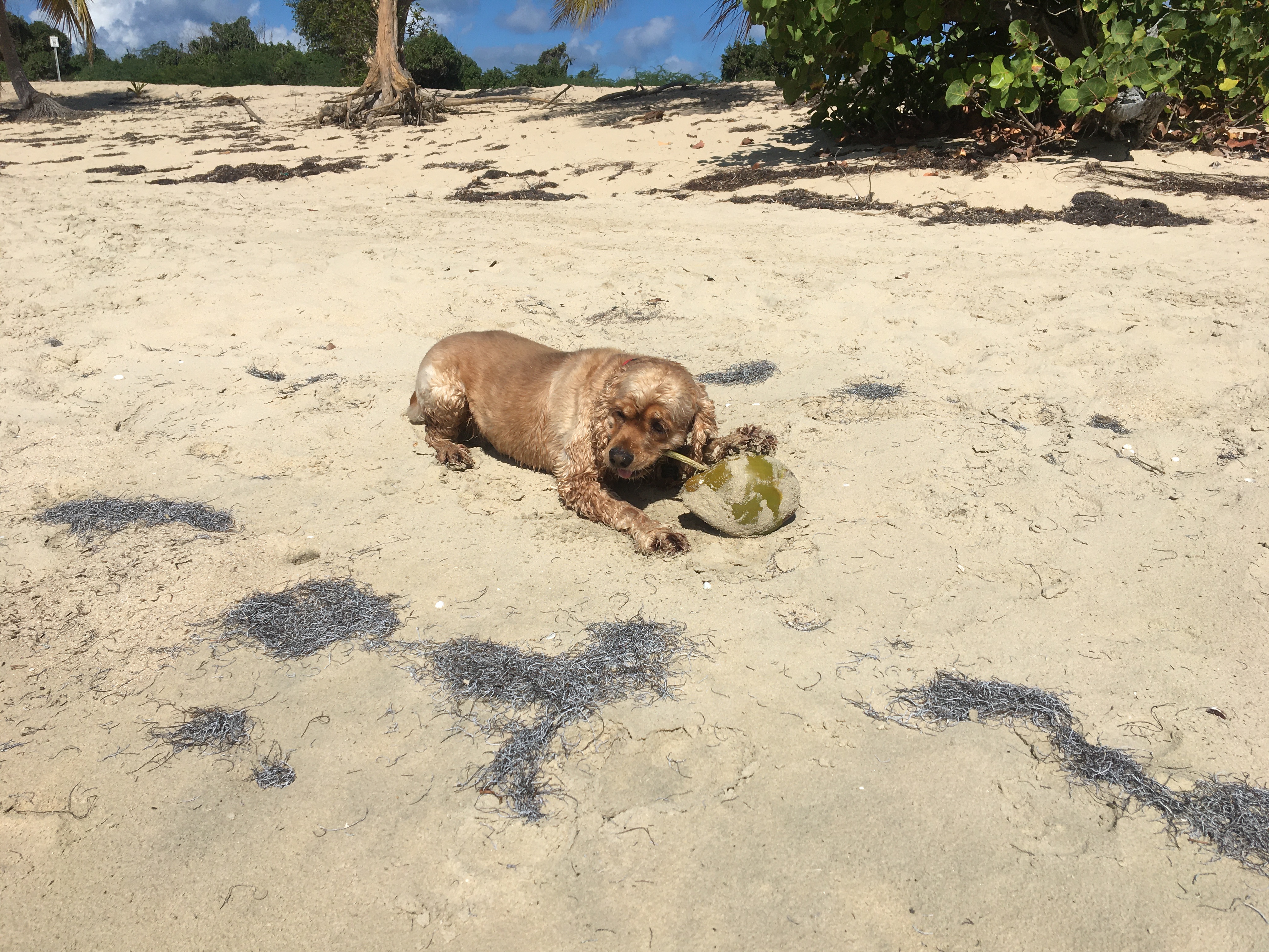 Coconut Retriever