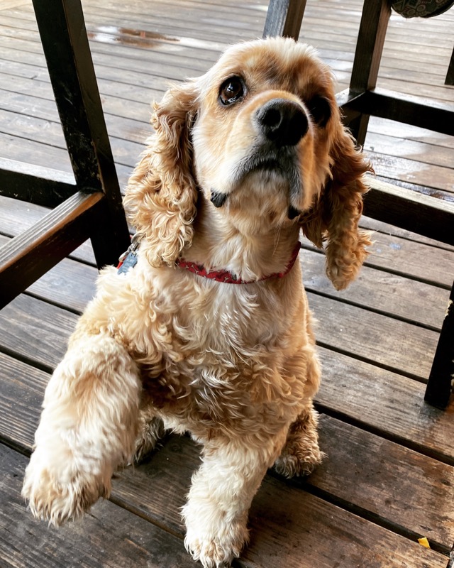 Good boys get treats