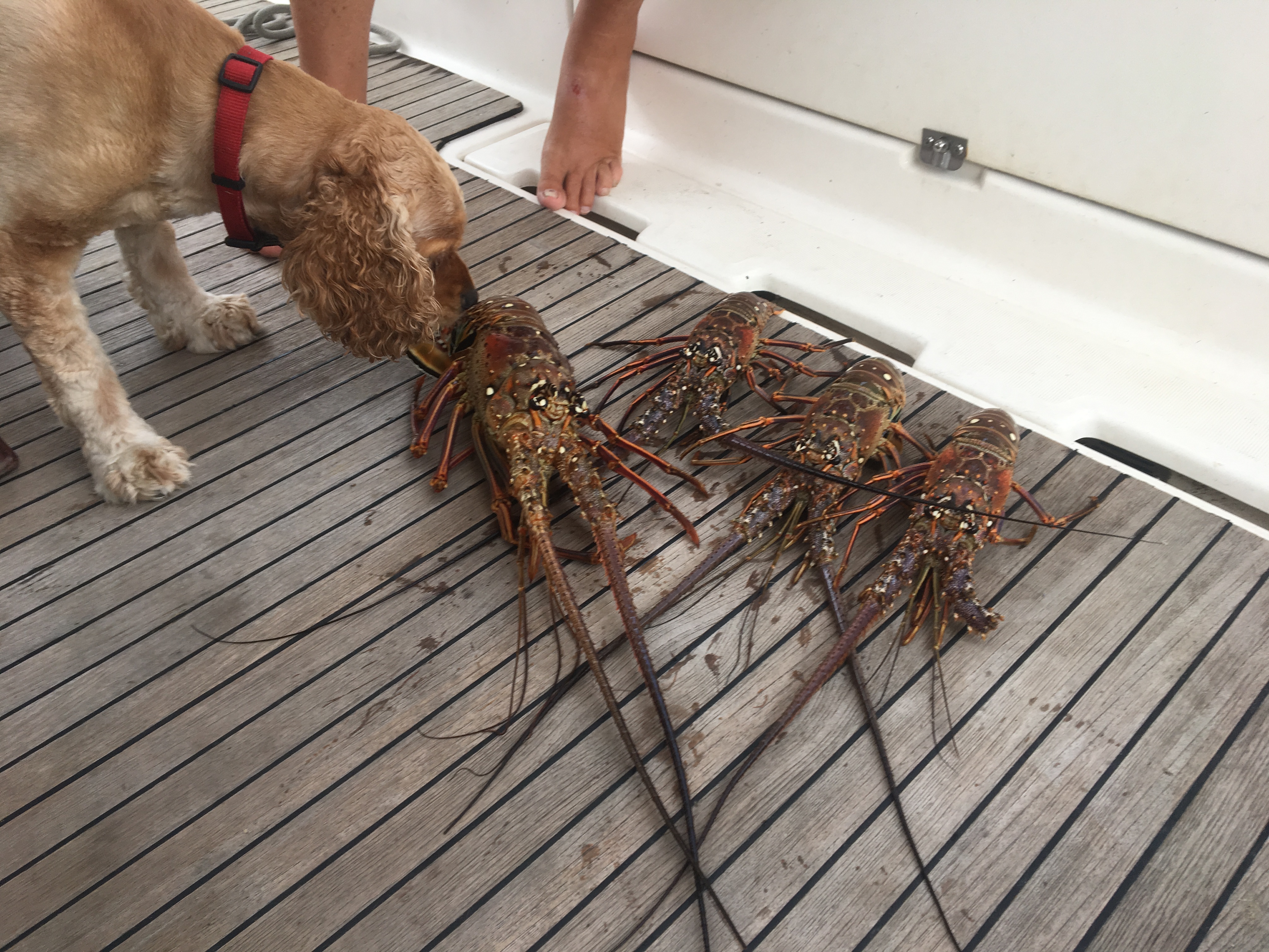 Lobster Inspector